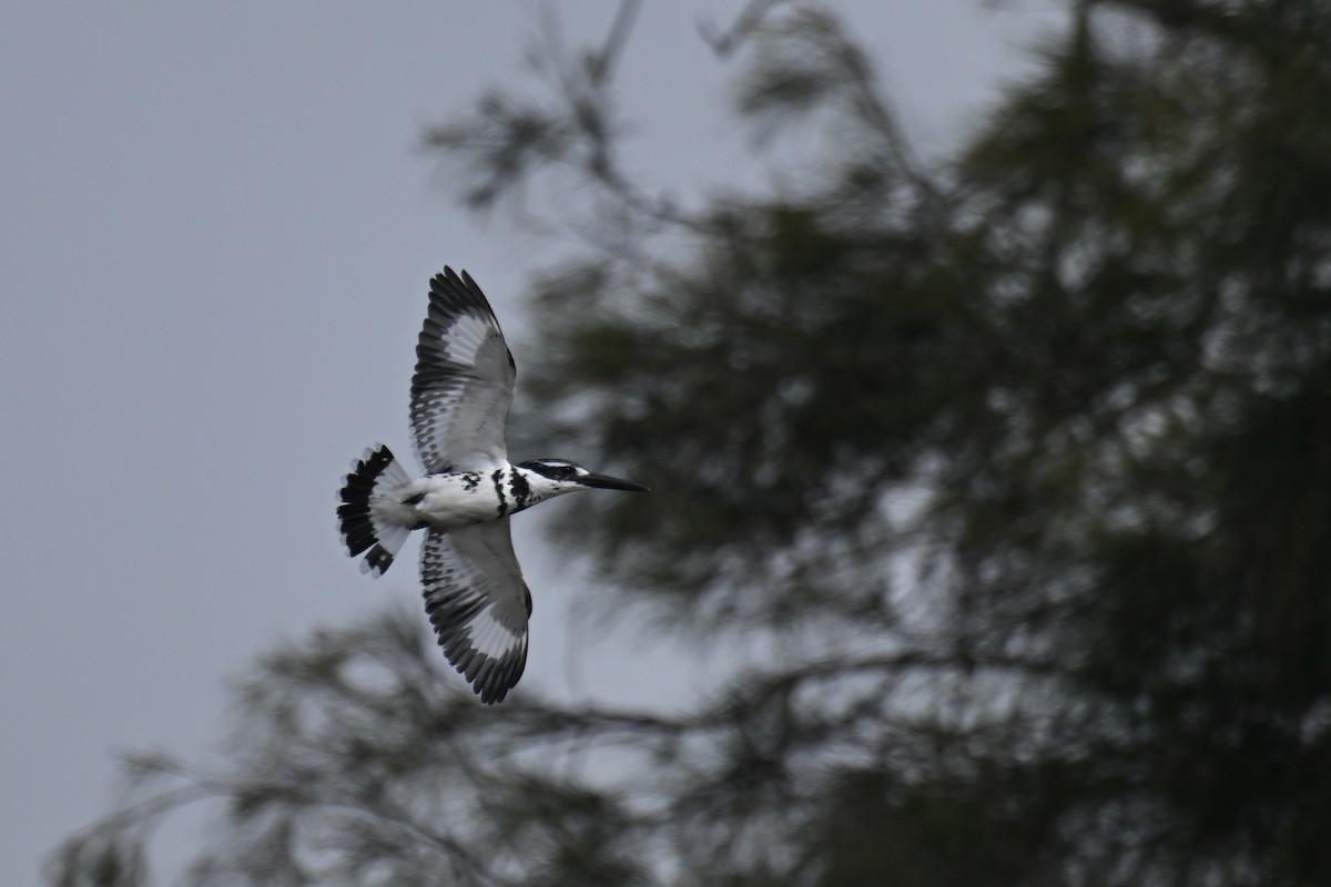 Pied Kingfisher - ML631251768