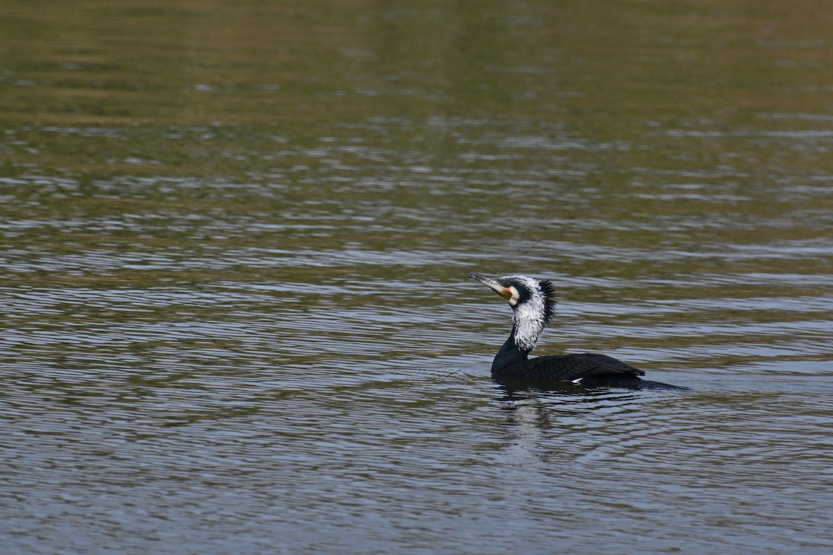 Great Cormorant (Eurasian) - ML631251772