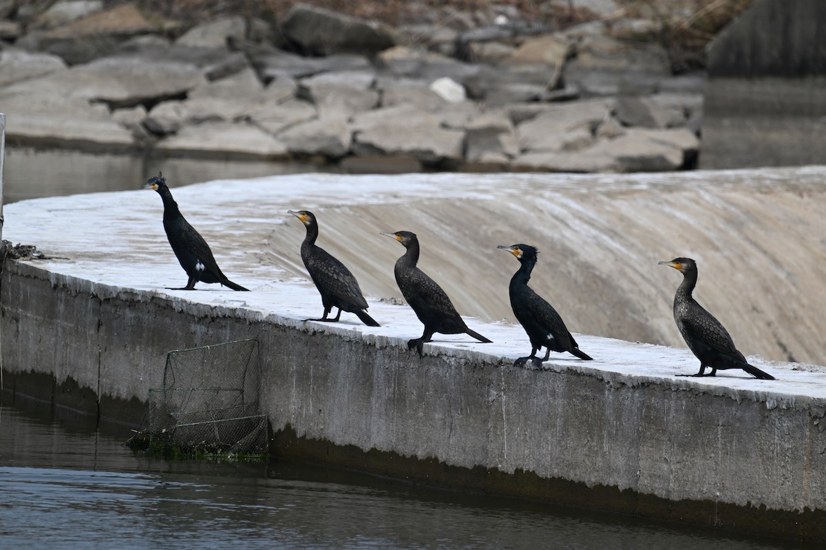 Great Cormorant (Eurasian) - ML631251774