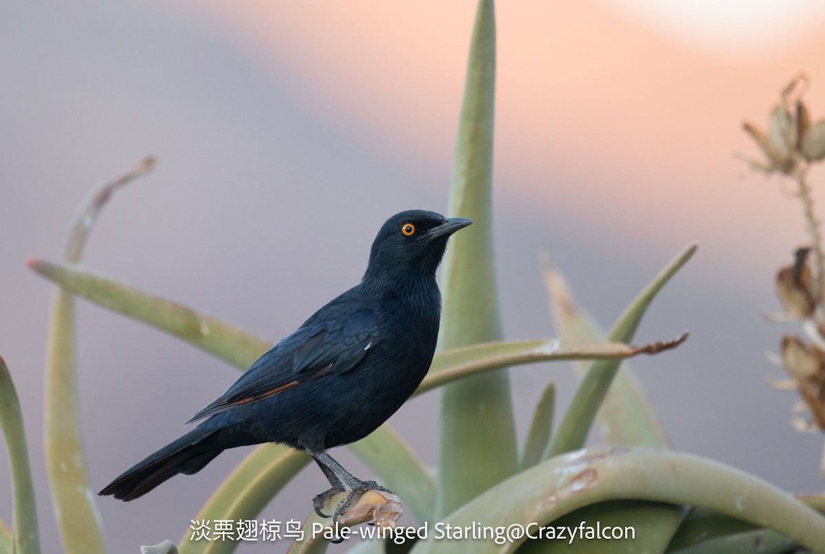 Pale-winged Starling - ML631251887