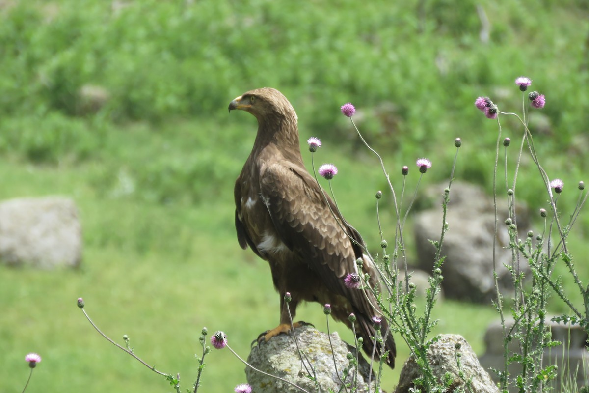 Lesser Spotted Eagle - ML631251989