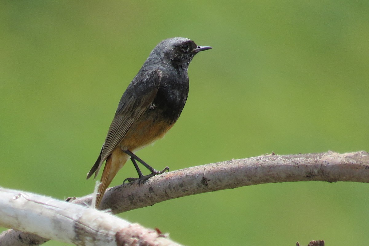 Black Redstart - ML631251990