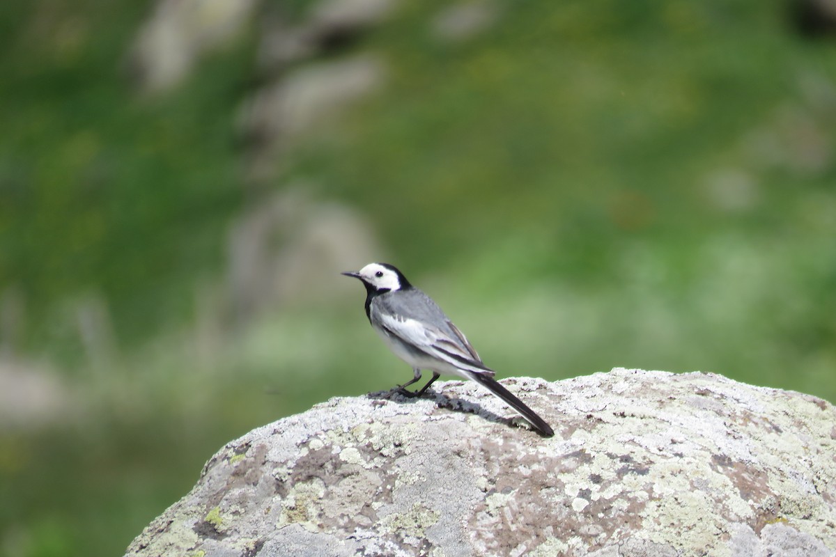 White Wagtail - ML631251991
