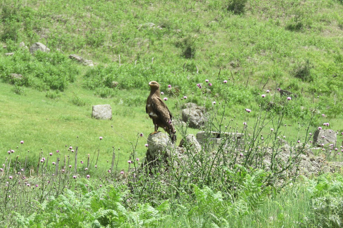 Lesser Spotted Eagle - ML631252244