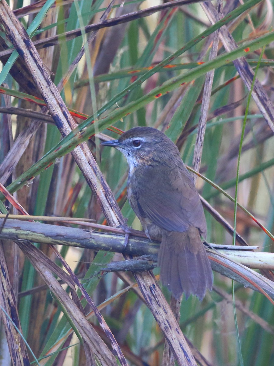 Marsh Babbler - ML631252259