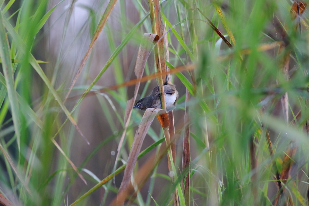 Marsh Babbler - ML631252272