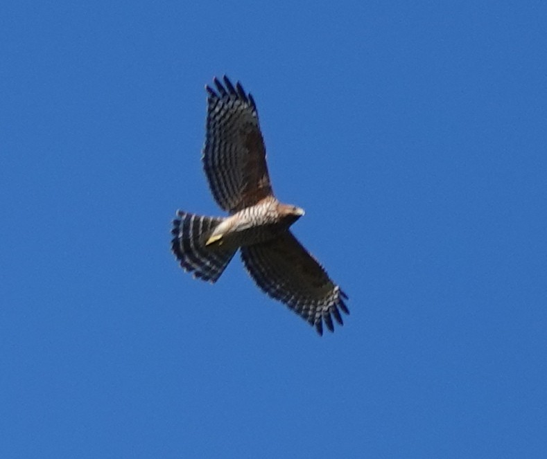 Red-shouldered Hawk - ML631252518