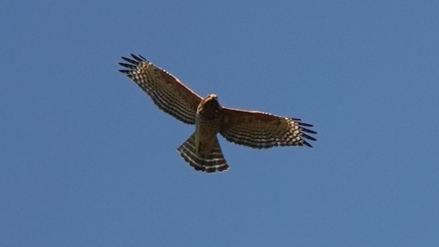 Red-shouldered Hawk - ML631252519