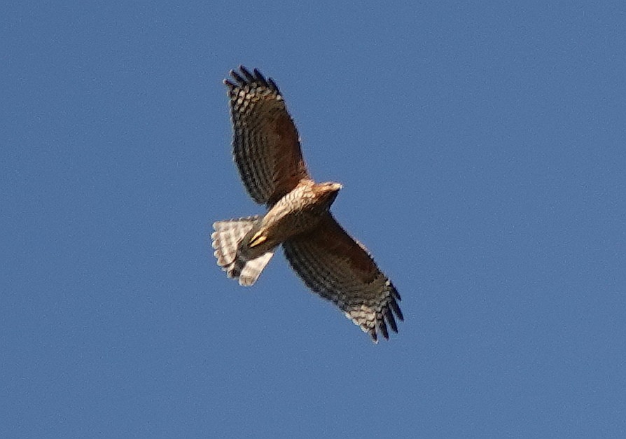 Red-shouldered Hawk - ML631252520
