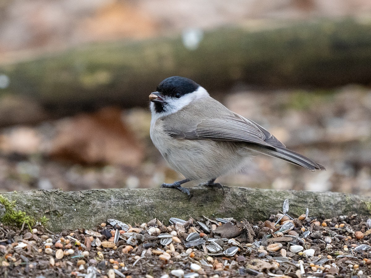 Marsh/Willow Tit - ML631252632