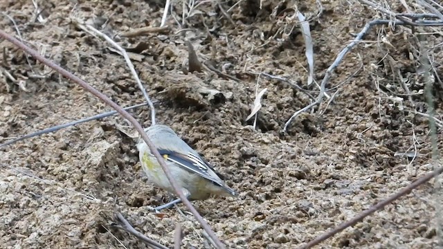 Striated Pardalote - ML631252761