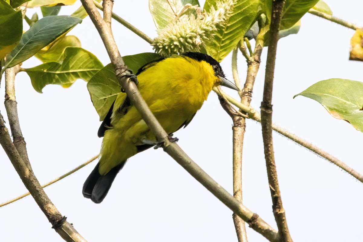Common Iora - ML631252765
