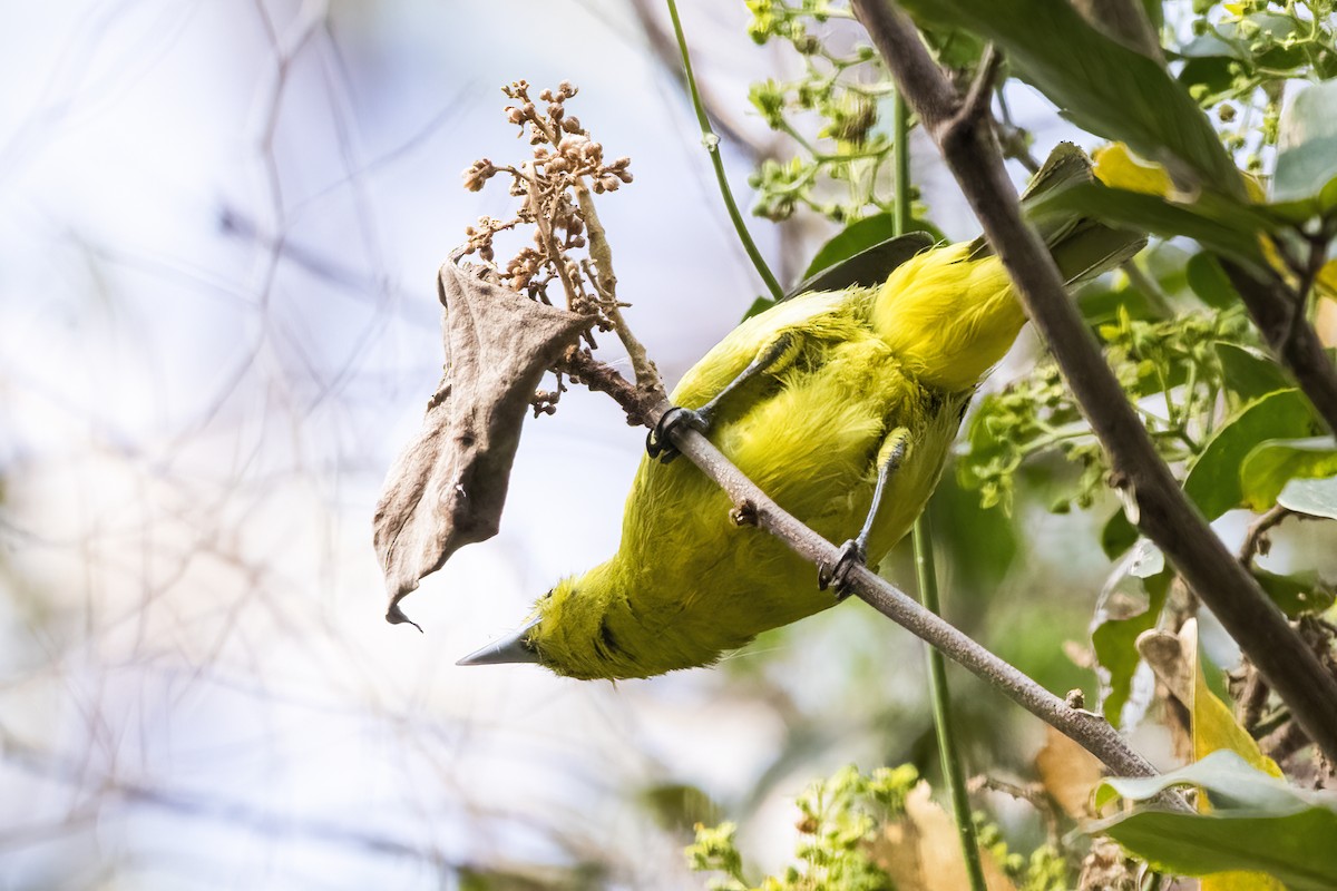 White-tailed Iora - ML631252767