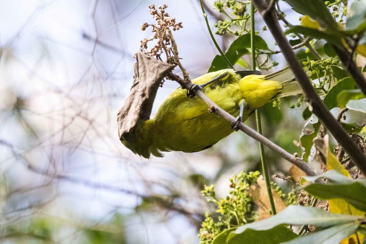 White-tailed Iora - ML631252768