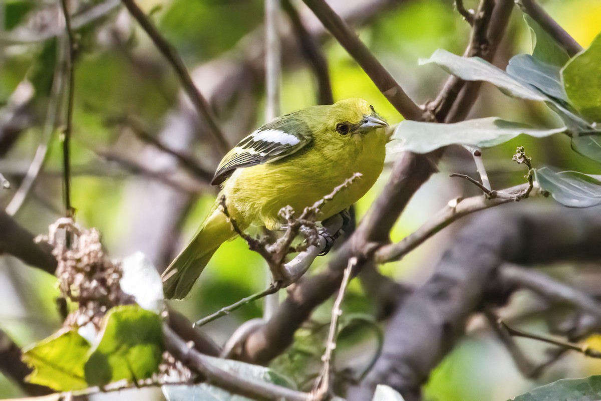 White-tailed Iora - ML631252769