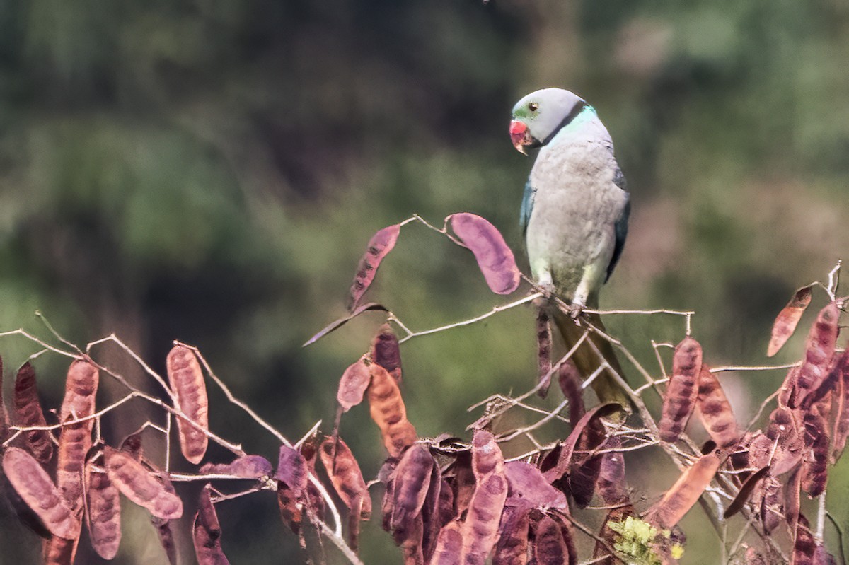 Malabar Parakeet - ML631252775