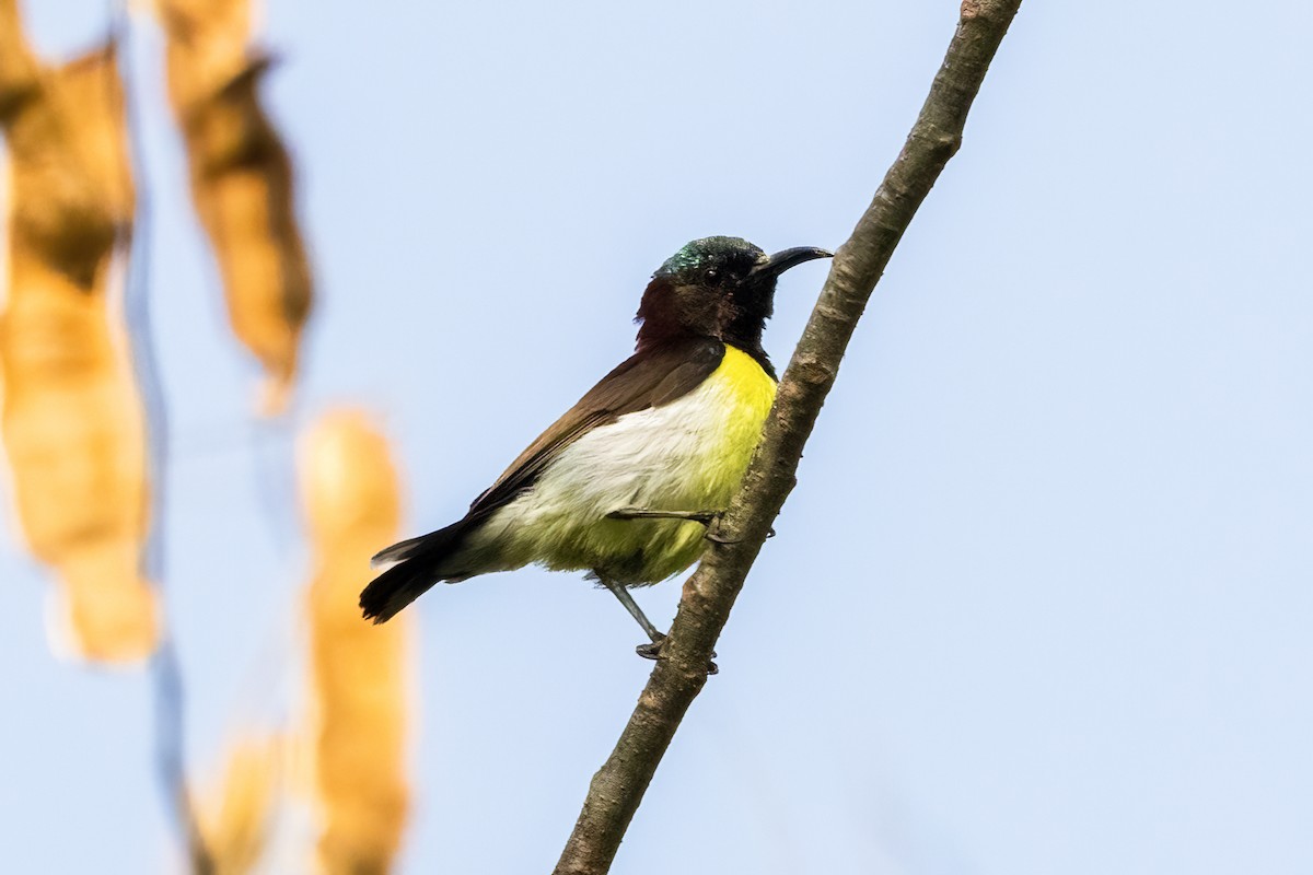 Purple-rumped Sunbird - ML631252776