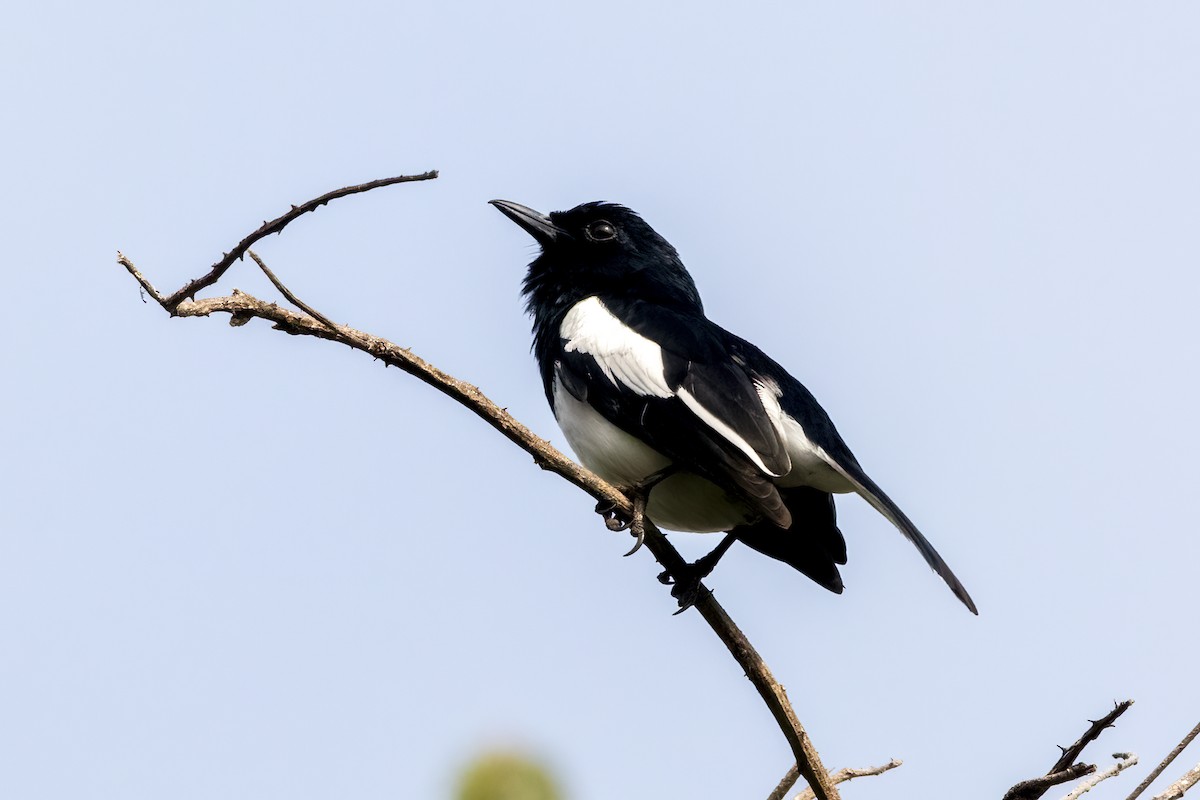 Oriental Magpie-Robin - ML631252783