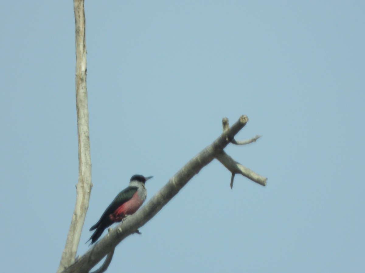 datel červenolící - ML631252824