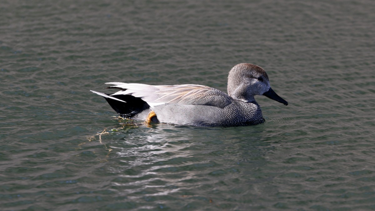 Gadwall (Common) - ML631253324