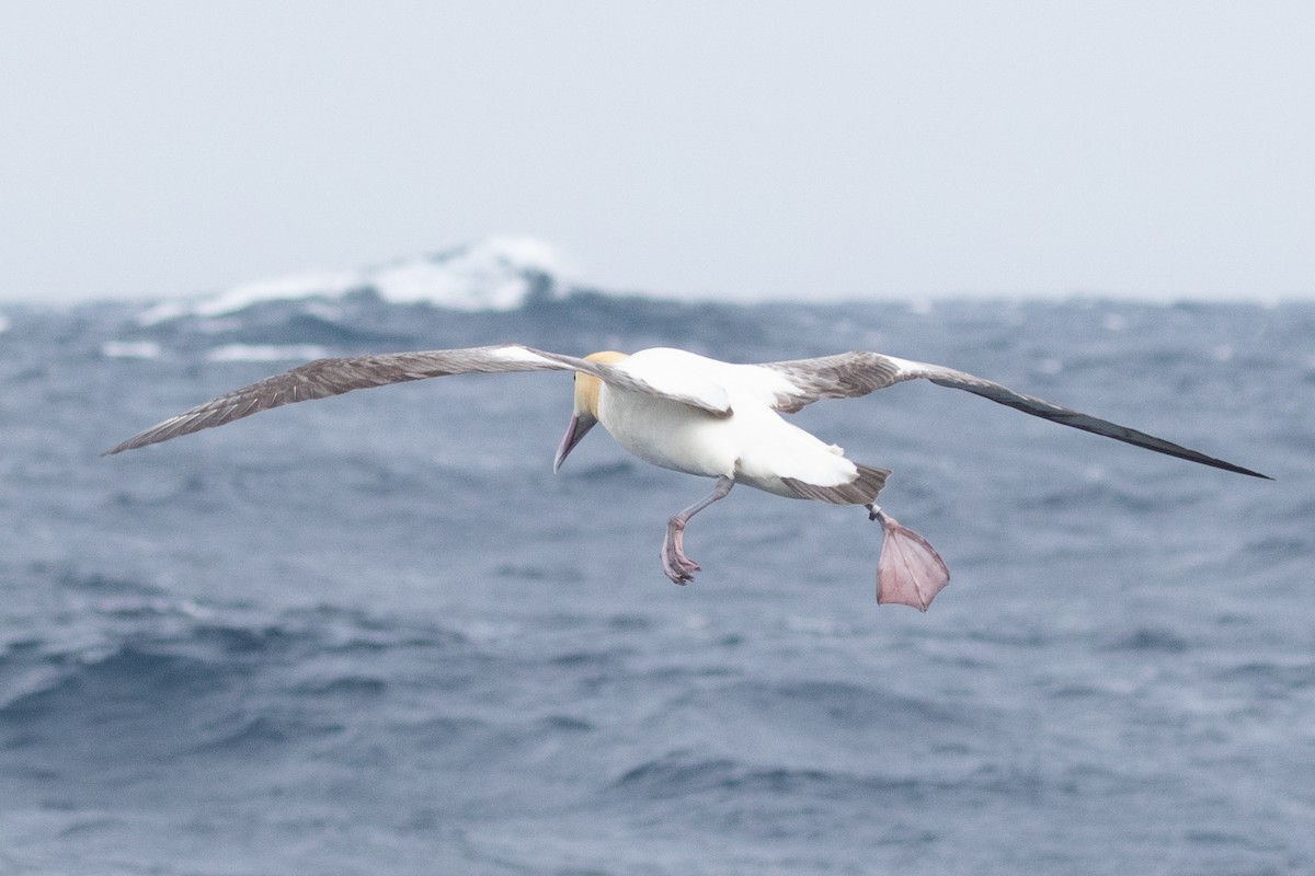 Short-tailed Albatross - ML631253338