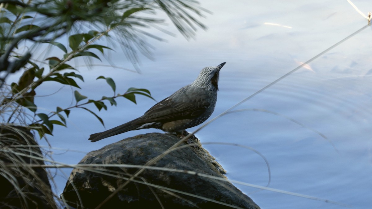 Brown-eared Bulbul - ML631253403