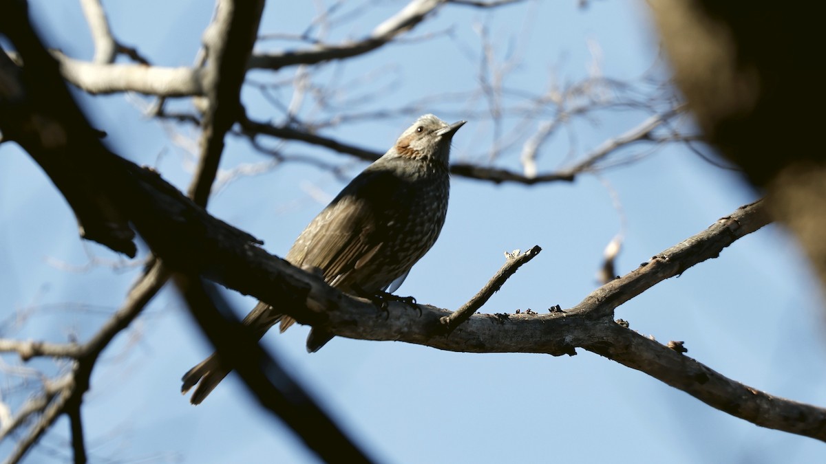 Brown-eared Bulbul - ML631253404
