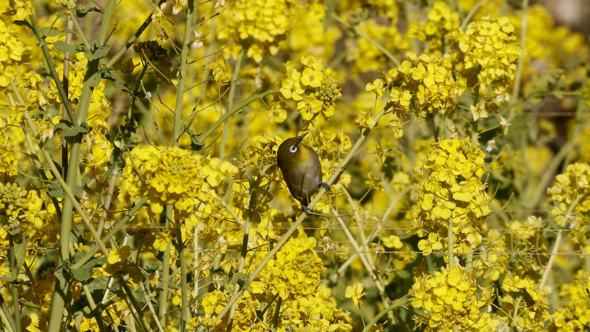 Warbling White-eye - ML631253411