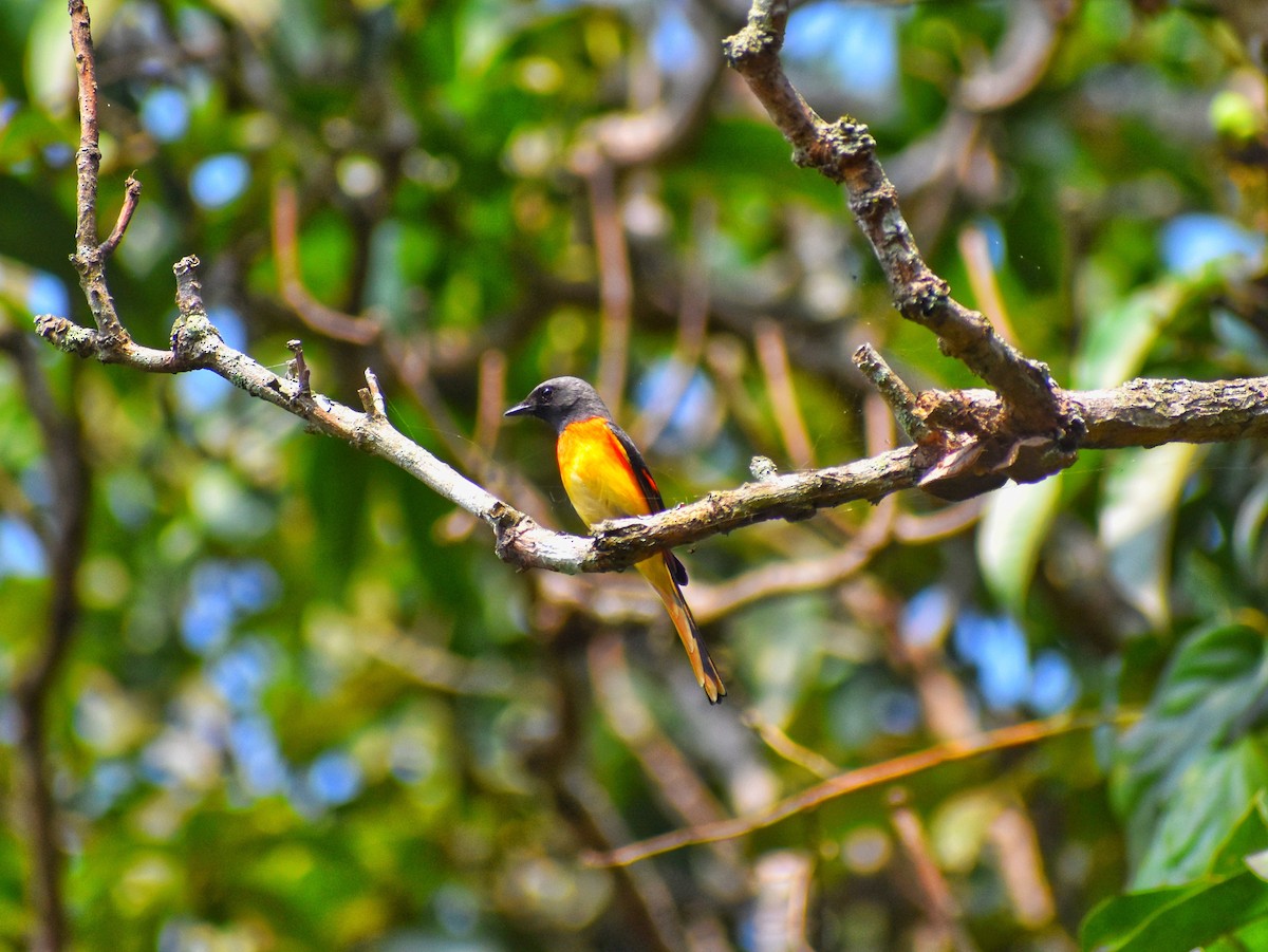 Minivet oranor - ML631253504