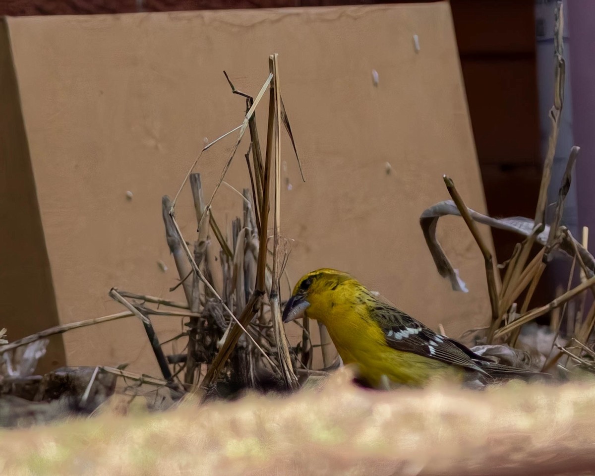 Yellow Grosbeak - ML631253580