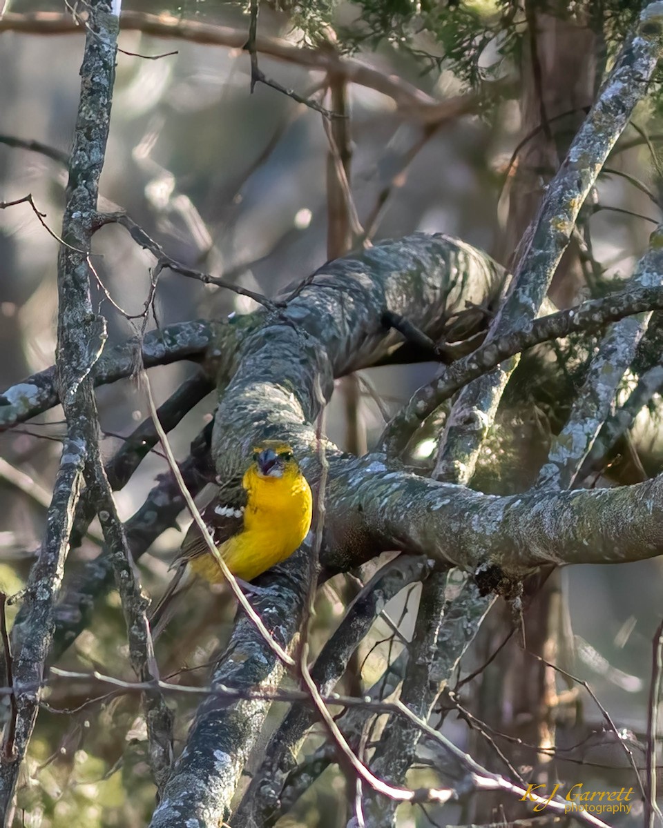 Yellow Grosbeak - ML631253581