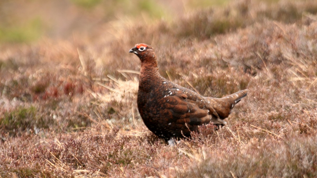 Kızılca Kar Tavuğu - ML631253911