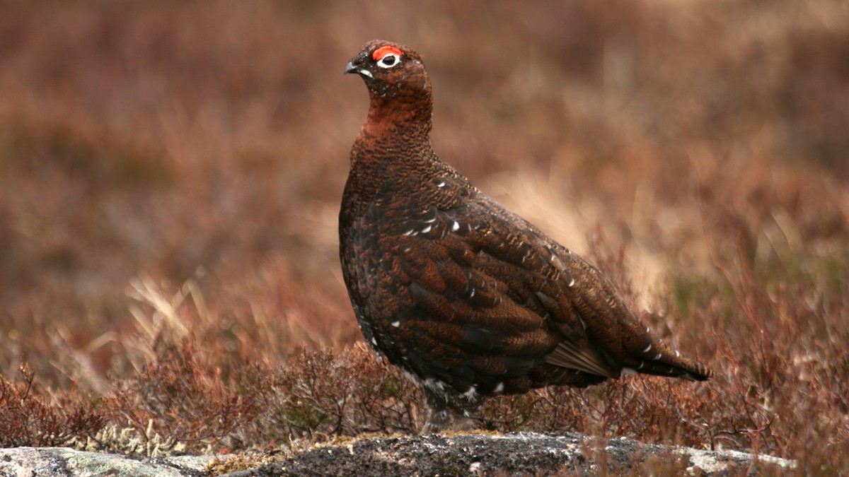 Kızılca Kar Tavuğu - ML631253912