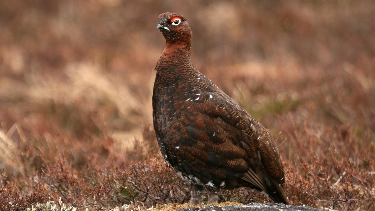 Kızılca Kar Tavuğu - ML631253913