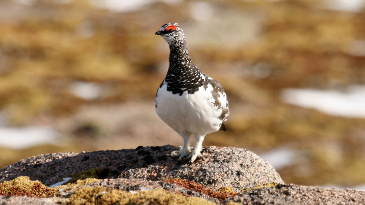 Dağ Kar Tavuğu - ML631253914