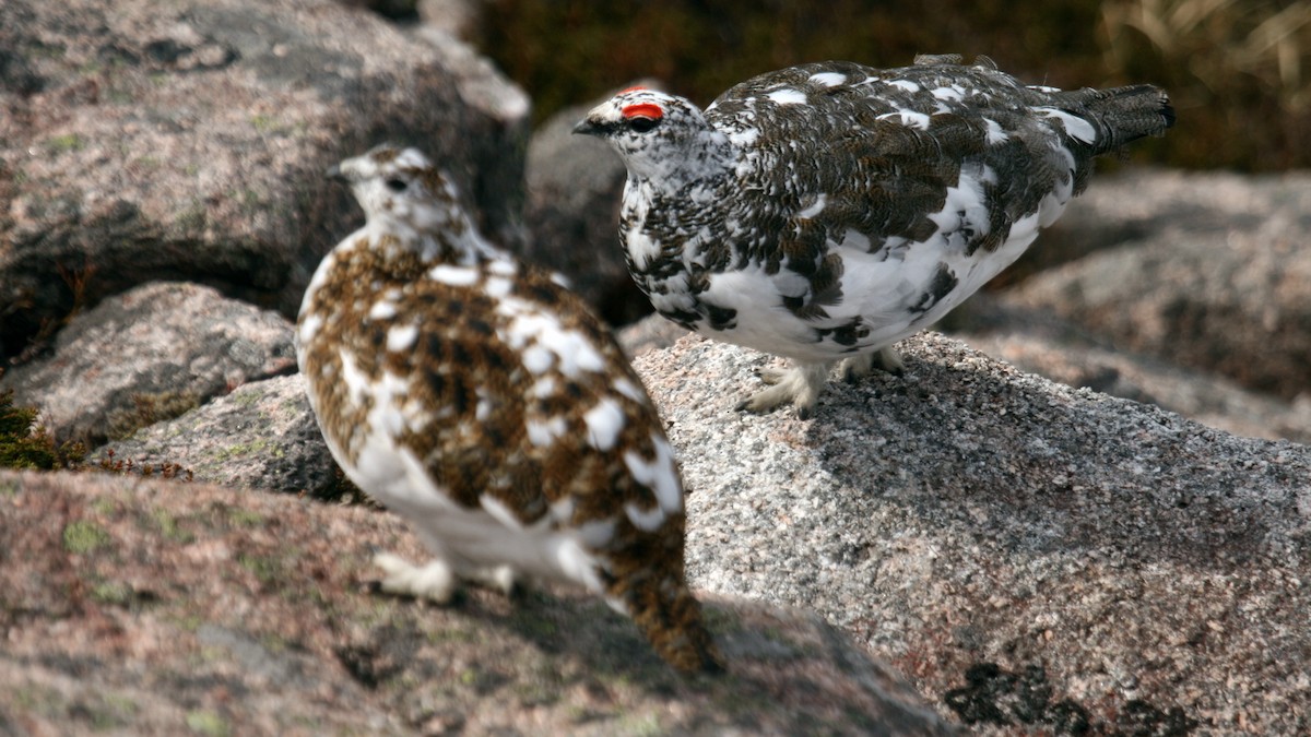 Dağ Kar Tavuğu - ML631253915