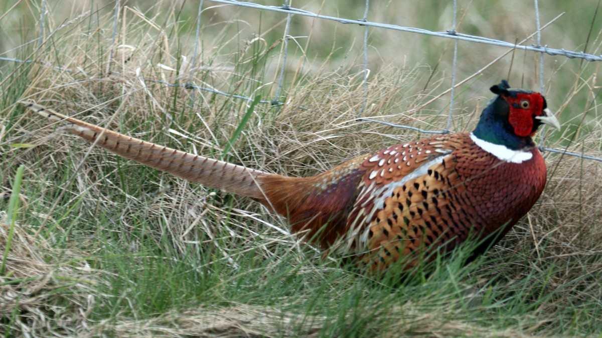 Sülün - ML631253923