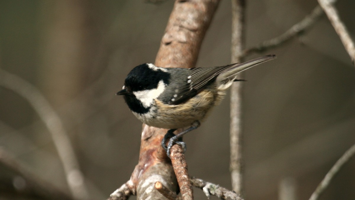 Çam Baştankarası (britannicus/hibernicus) - ML631253928