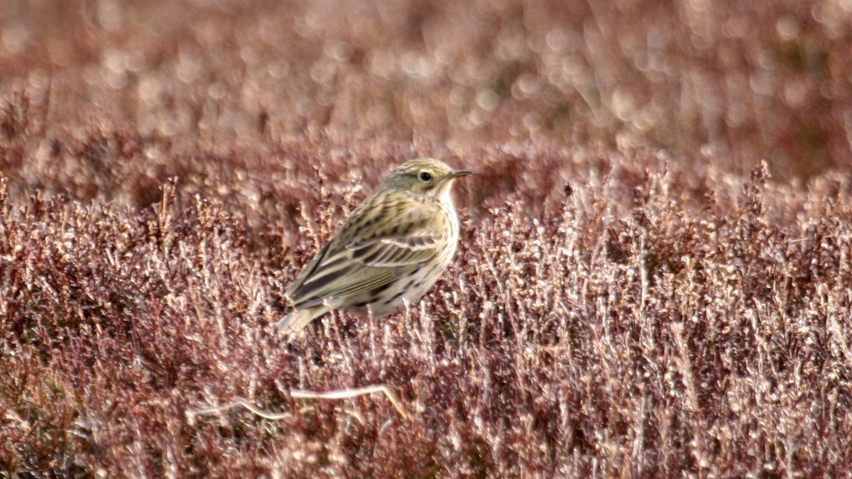 Çayır İncirkuşu - ML631253938