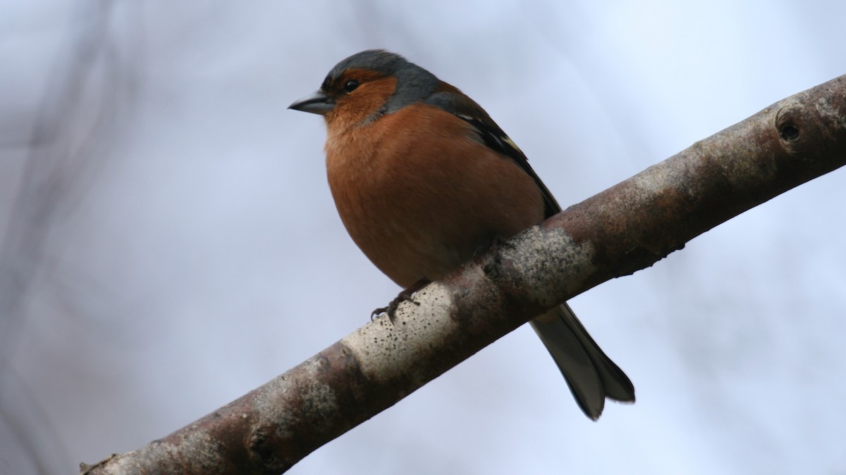 İspinoz - ML631253940