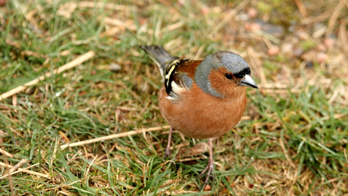 İspinoz - ML631253941