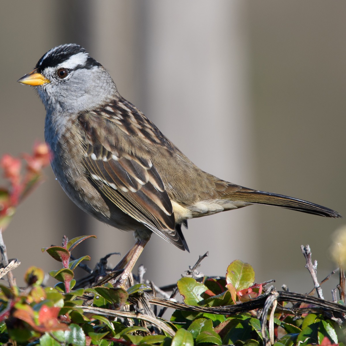 White-crowned Sparrow - ML631254110