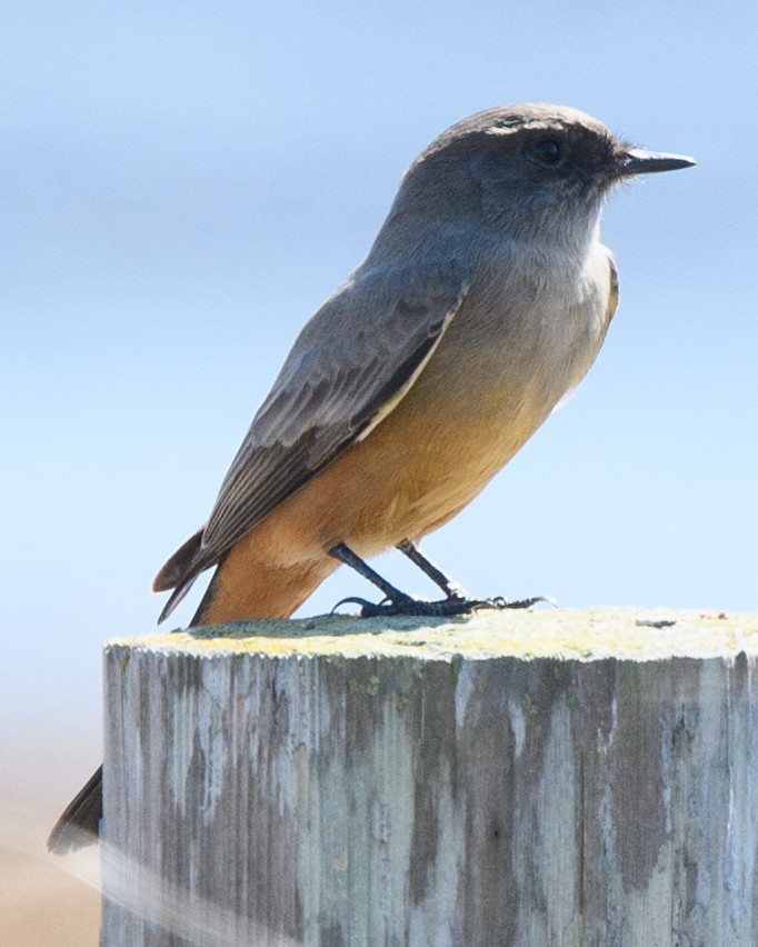 Say's Phoebe - ML631254112
