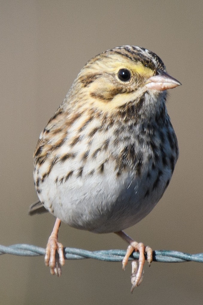 Savannah Sparrow - ML631254116