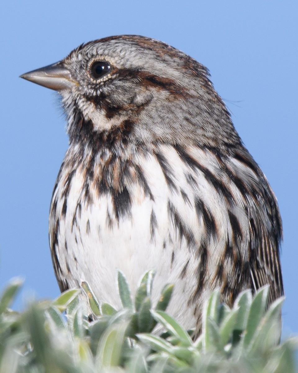 Song Sparrow - ML631254133