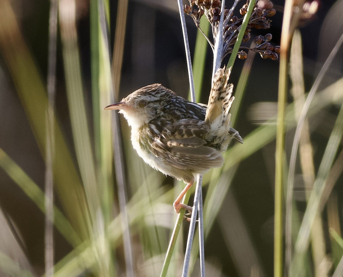 Grass Wren (Pampas) - ML631254135