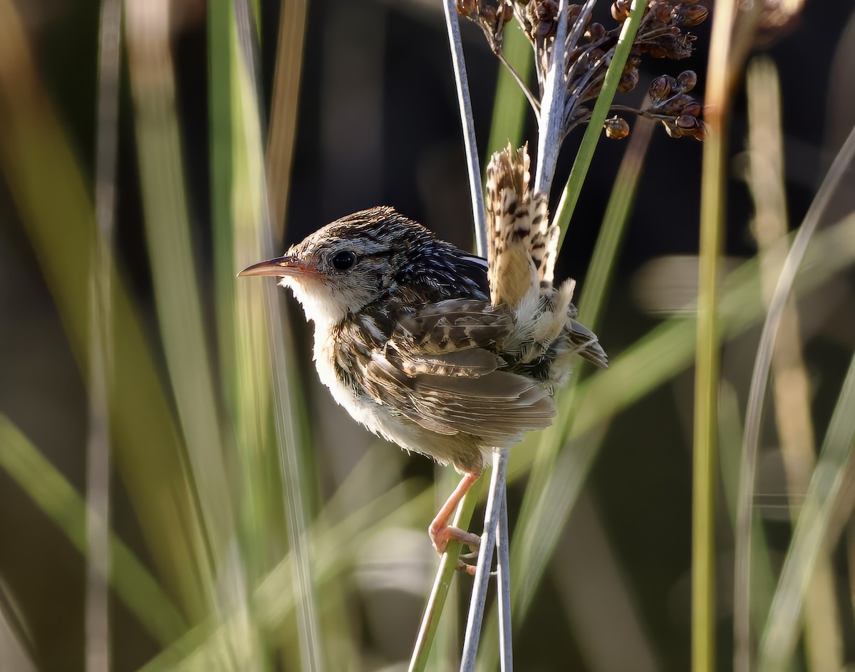Grass Wren (Pampas) - ML631254136