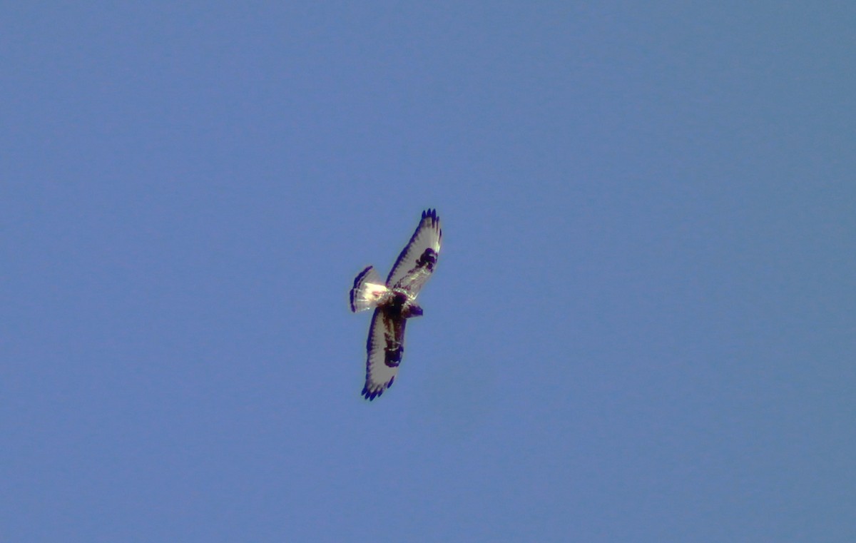 Rough-legged Hawk - ML631254206