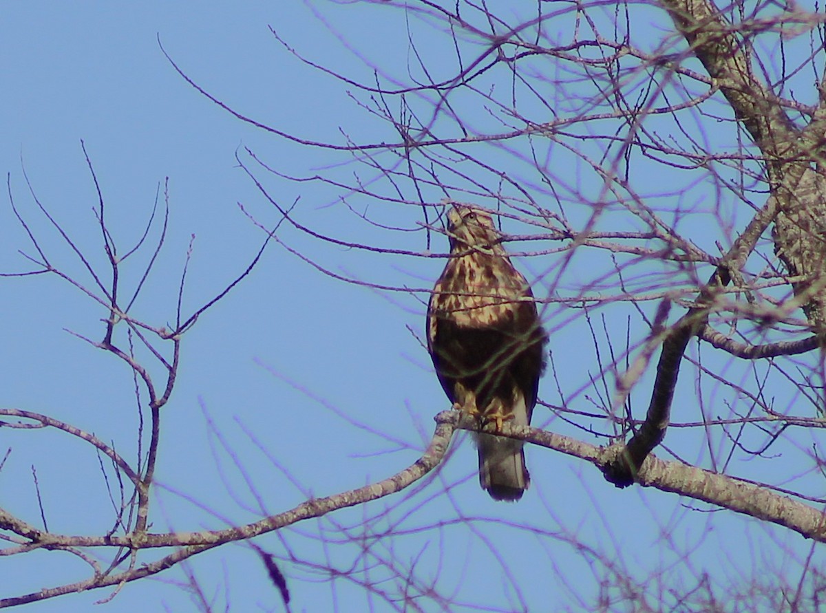 Rough-legged Hawk - ML631254219