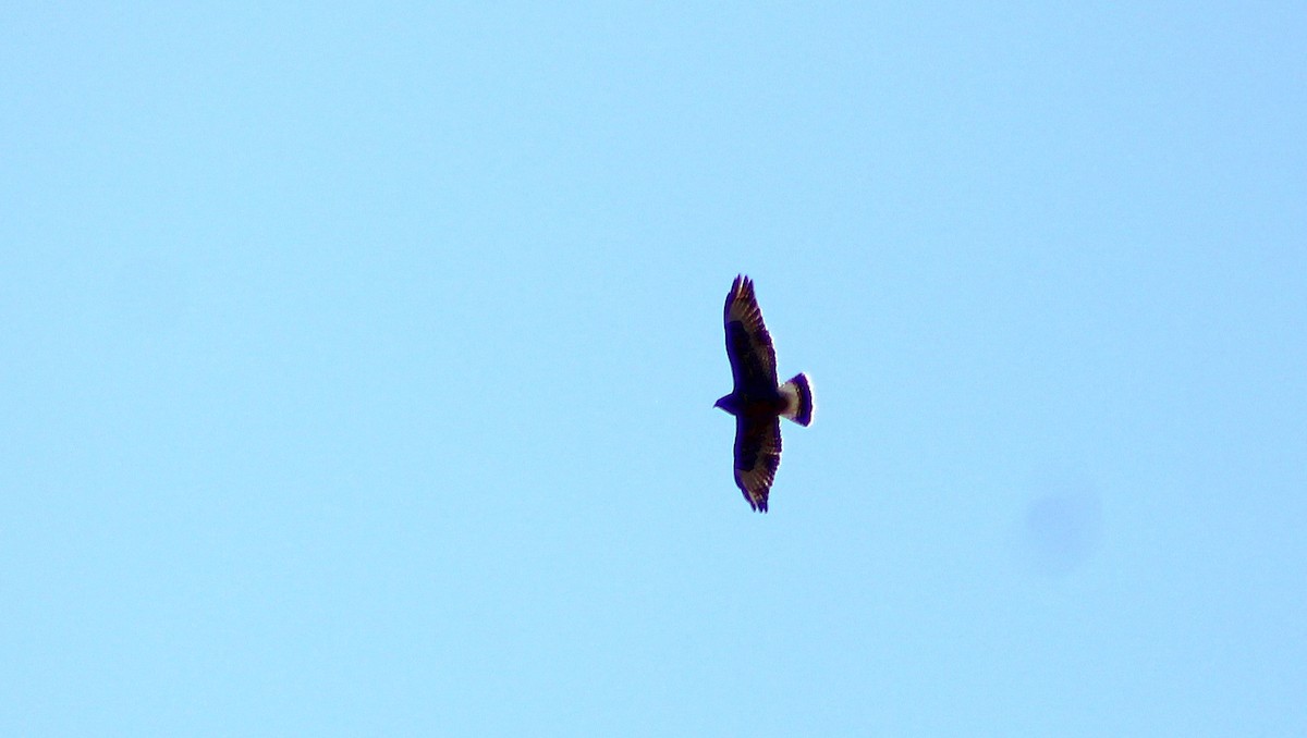 Rough-legged Hawk - ML631254230